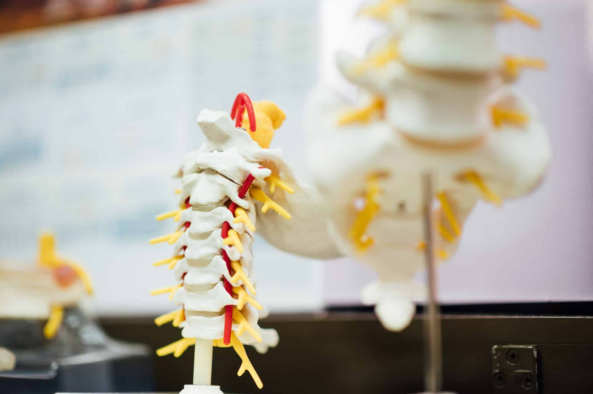 Spinal Health Essentials: Physio Strategies for a Stronger Back | Assist Allied Health